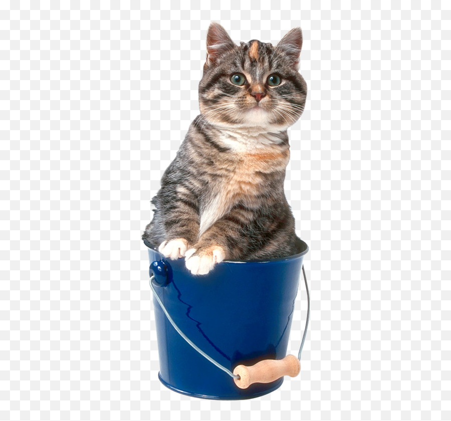 Forgetmenot Buckets Cute Animals Bucket Animals - Domestic Cat Emoji,Vizsla Emoji