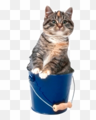 Forgetmenot Buckets Cute Animals Bucket Animals - Domestic Cat Emoji,Vizsla Emoji