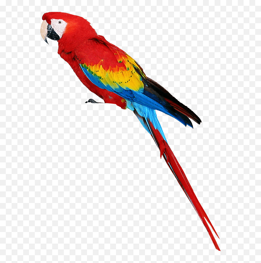 Parrot Clipart Emoji Parrot Emoji - Parrot Png,Parrot Emoji