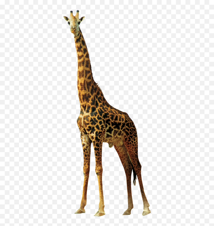 Left Viwew Giraffe Face Hd Png - 30354 Transparentpng Png Girafa Emoji,Giraffe Emoticon