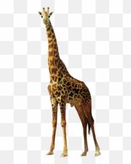 Left Viwew Giraffe Face Hd Png - 30354 Transparentpng Png Girafa Emoji,Giraffe Emoticon