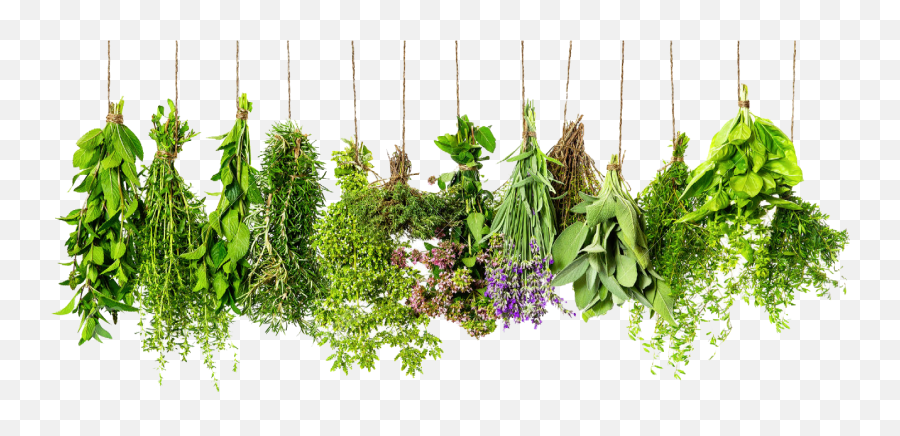 Herb Png U0026 Free Herbpng Transparent Images 142 - Pngio Herbs Png Emoji,Herb Emoji