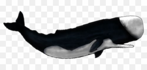 Popular And Trending Moby Stickers - Cetaceans Emoji,Moby Dick Emoji