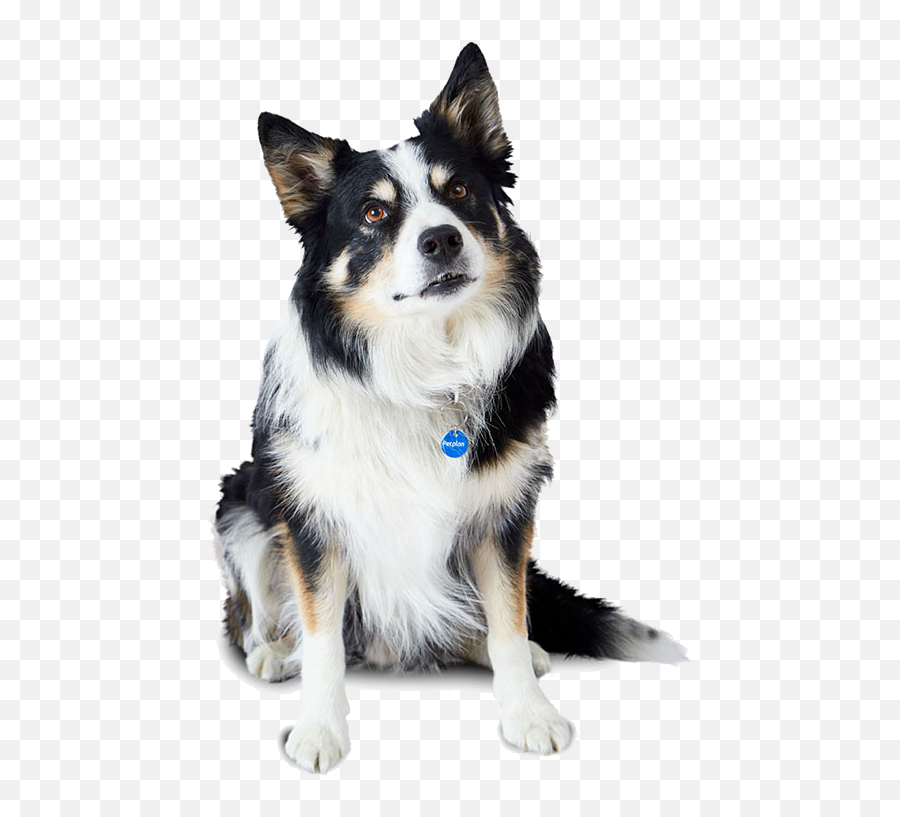 Border Collie Temperament Lifespan Grooming Training Emoji,Do Dogs Have Emotions?