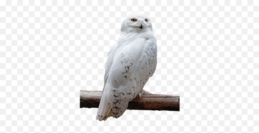 Png Images Pngs Bridge Bridges 91png Snipstock Emoji,Snowy Owl Emotion