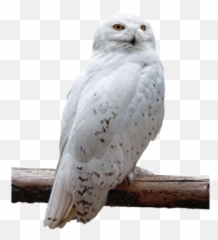 Png Images Pngs Bridge Bridges 91png Snipstock Emoji,Snowy Owl Emotion