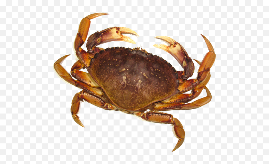 Crab Png Images - Transparent Background Crab Png Emoji,Crab Emoticon