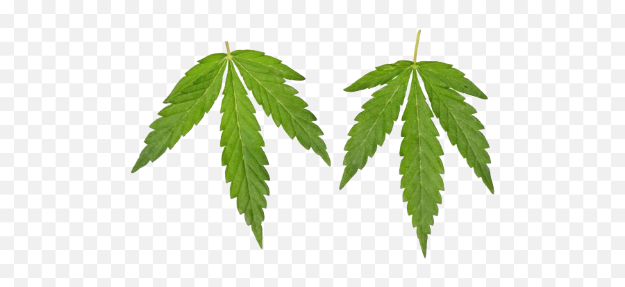 Industrial Marijuana Free Png - Language Emoji,Marijuana Emoji Free