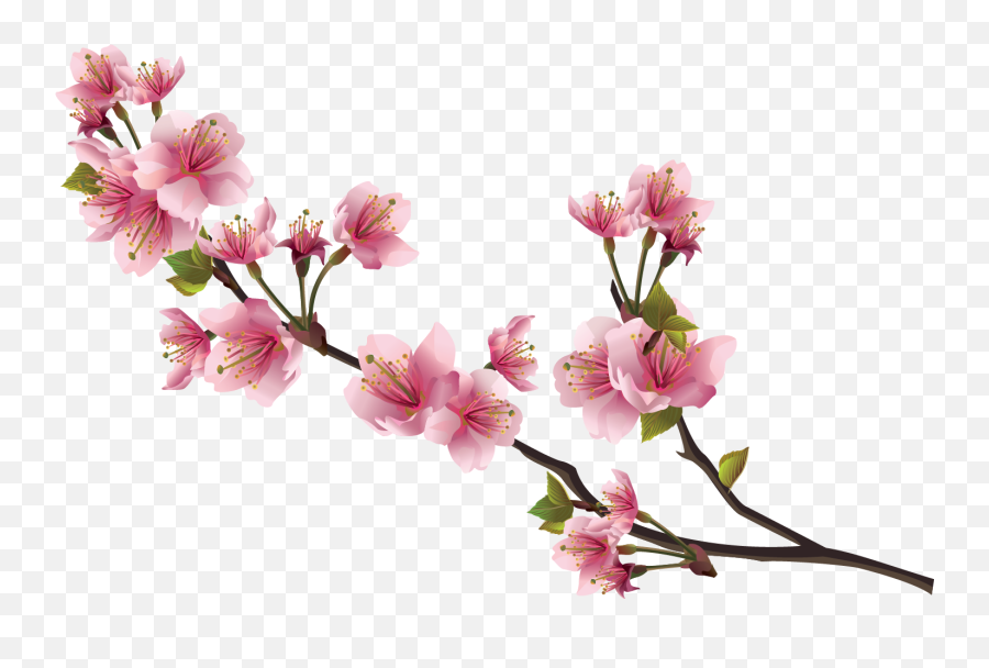 Download Free Png Sakura Pink Flowers Png Image File - Dlpngcom Transparent Background Cherry Blossom Border Png Emoji,Sakura Flower Emoji