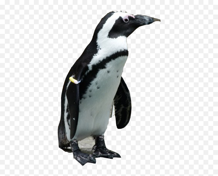 Emperor Penguin Clipart Jackass Penguin - African Penguin Background Transparent Emoji,Jackass Emoticon