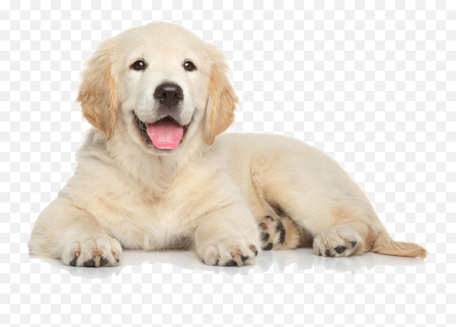 Golden Retriever Puppy - Golden Retriever Puppy Png Emoji,Dachshund Emoticon Iphone