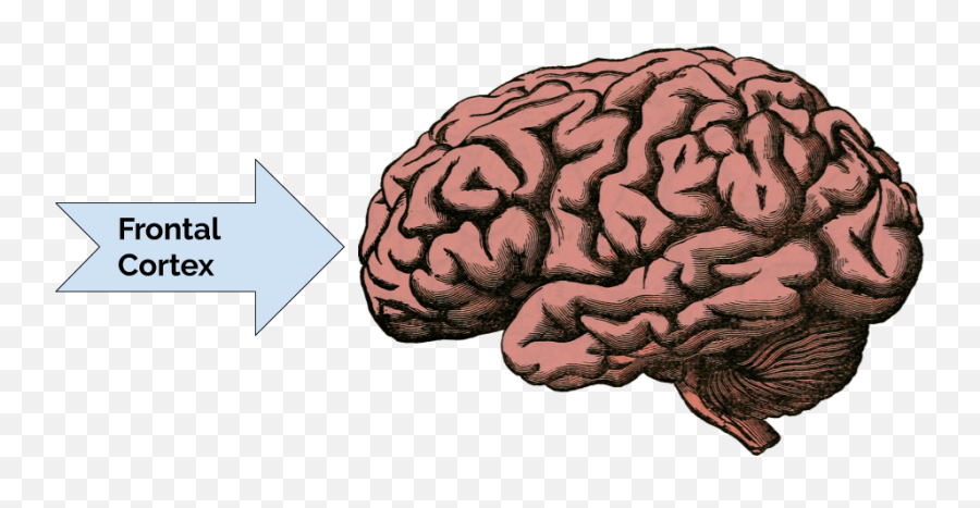 Elder brain. Какие продукты влияют негативно на мозг.