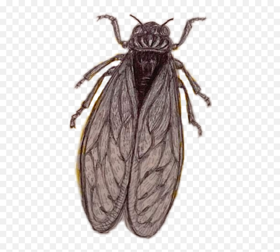 The Most Edited - Parasitism Emoji,Cicada Emoji