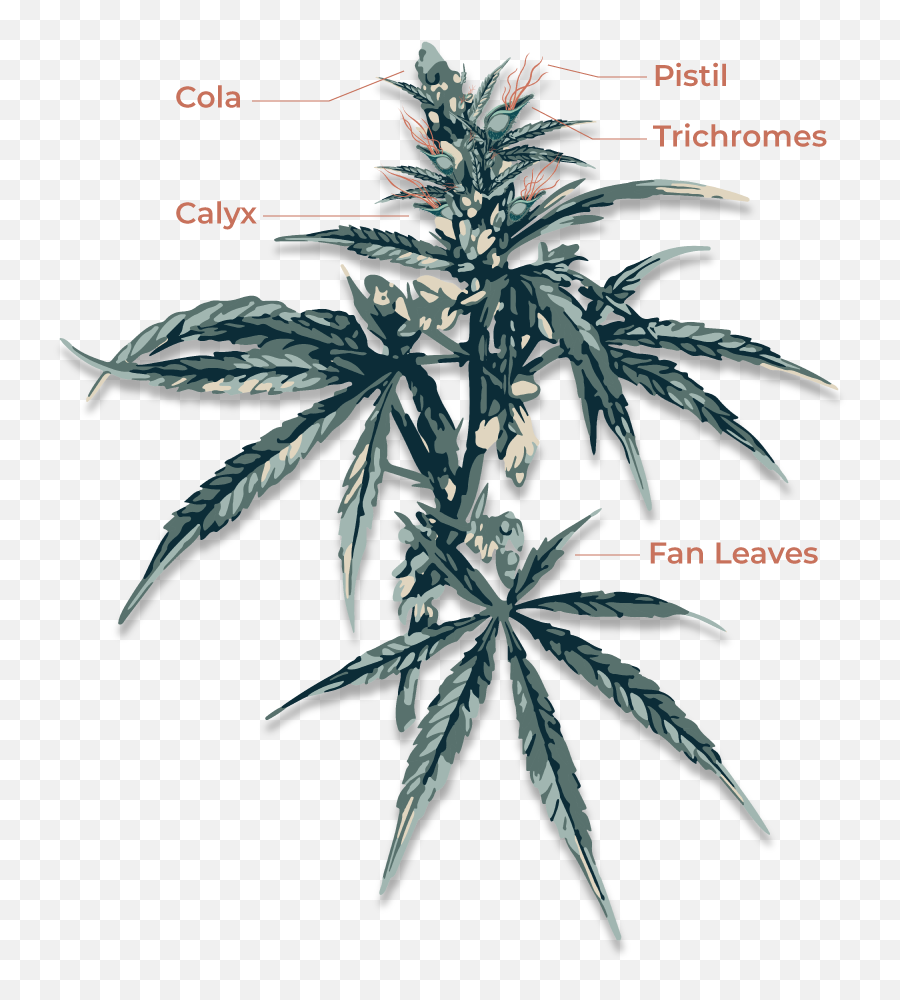 Ocadmin Author At Olympic Cannabis - Flower Cannabis Anatomy Emoji,Weed That Numbs Your Emotions]