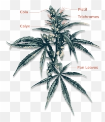 Ocadmin Author At Olympic Cannabis - Flower Cannabis Anatomy Emoji,Weed That Numbs Your Emotions]