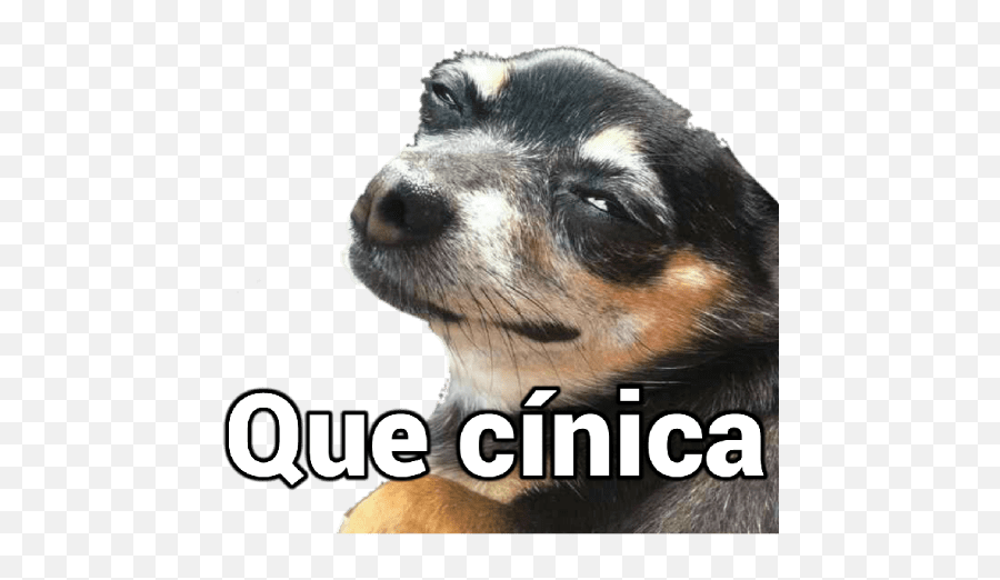 84 Ideias De Memes Com Animais Em 2021 Memes Animais - Photo Caption Emoji,Snap Emoticon Mechendo