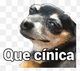 84 Ideias De Memes Com Animais Em 2021 Memes Animais - Photo Caption Emoji,Snap Emoticon Mechendo