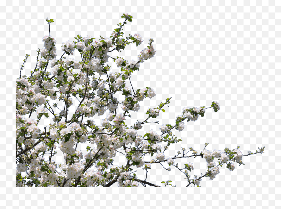 Dead Flowers Png - Tree With Flower Png Emoji,Dead Tree Emoji