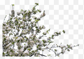 Dead Flowers Png - Tree With Flower Png Emoji,Dead Tree Emoji