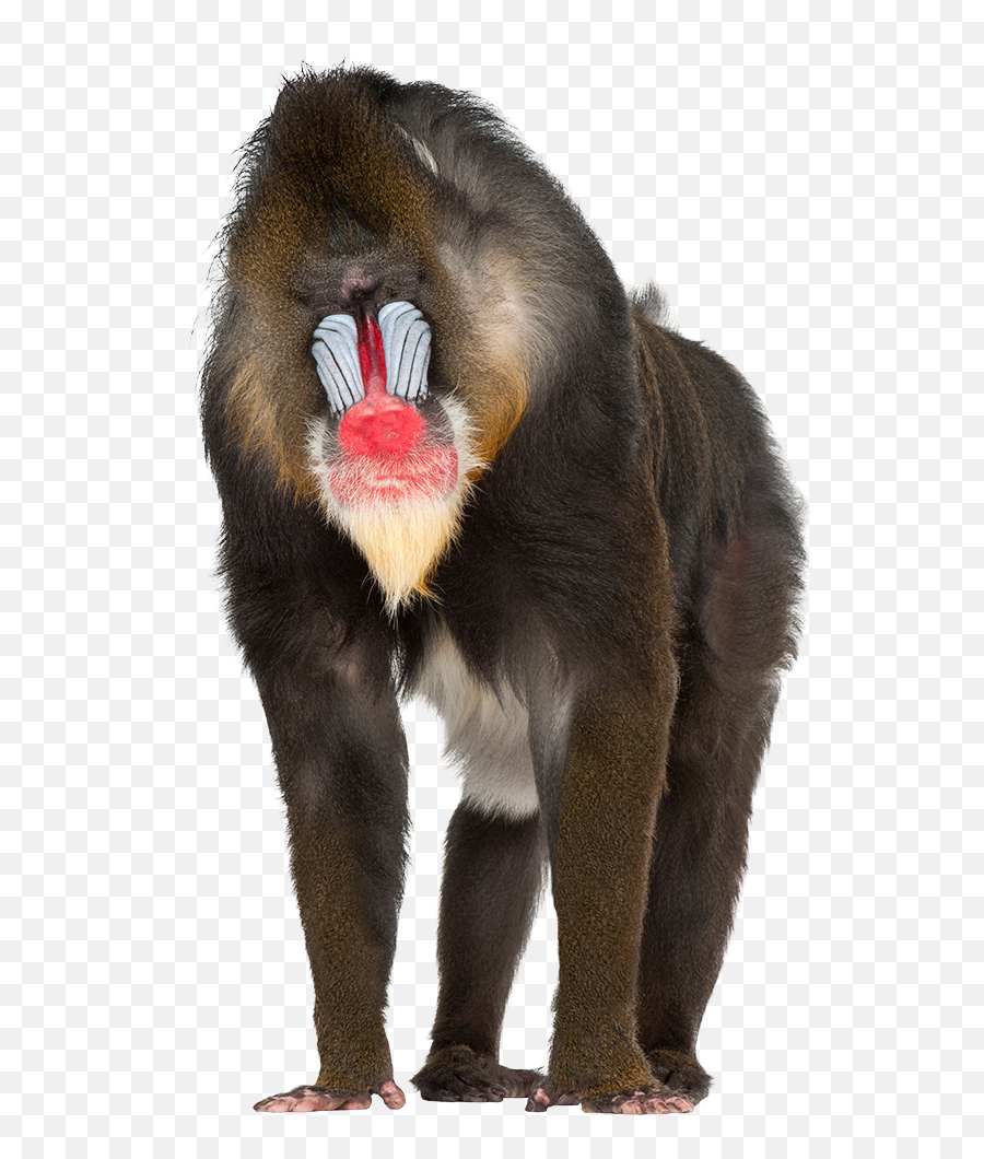 Create A Chimera Guinness World Records - Mandrill White Background Emoji,Guess The Emoji 181 Create A Chimera Guinness World Records - Mandrill White Background Emoji,Guess The Emoji 181
