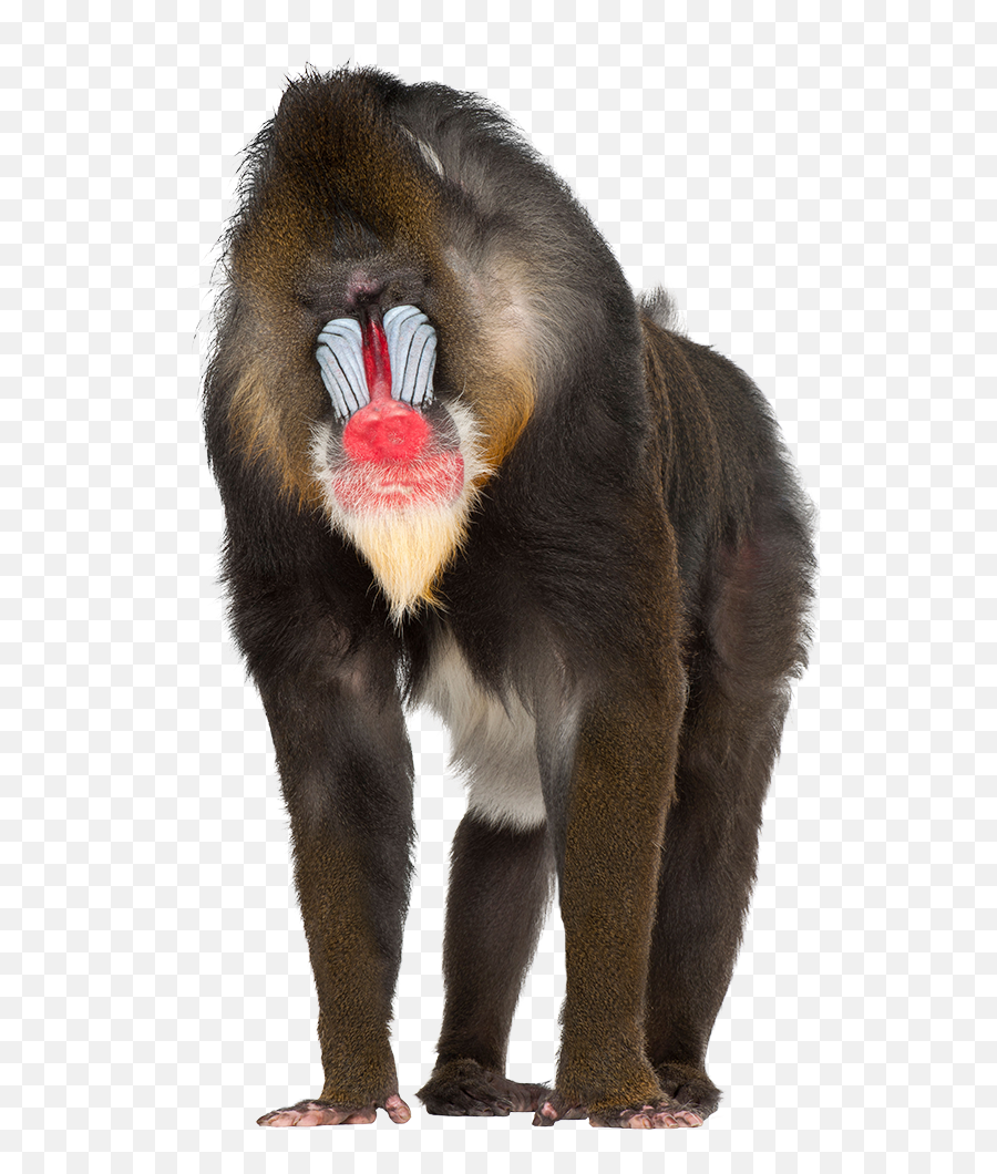 Create A Chimera Guinness World Records - Mandrill White Background Emoji,Guess The Emoji 181