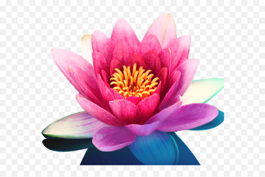 Psychic Tarot And Astrology Readings In Portland - National Flower Of India Emoji,Body Readings For Emotions