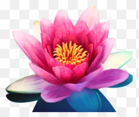 Psychic Tarot And Astrology Readings In Portland - National Flower Of India Emoji,Body Readings For Emotions