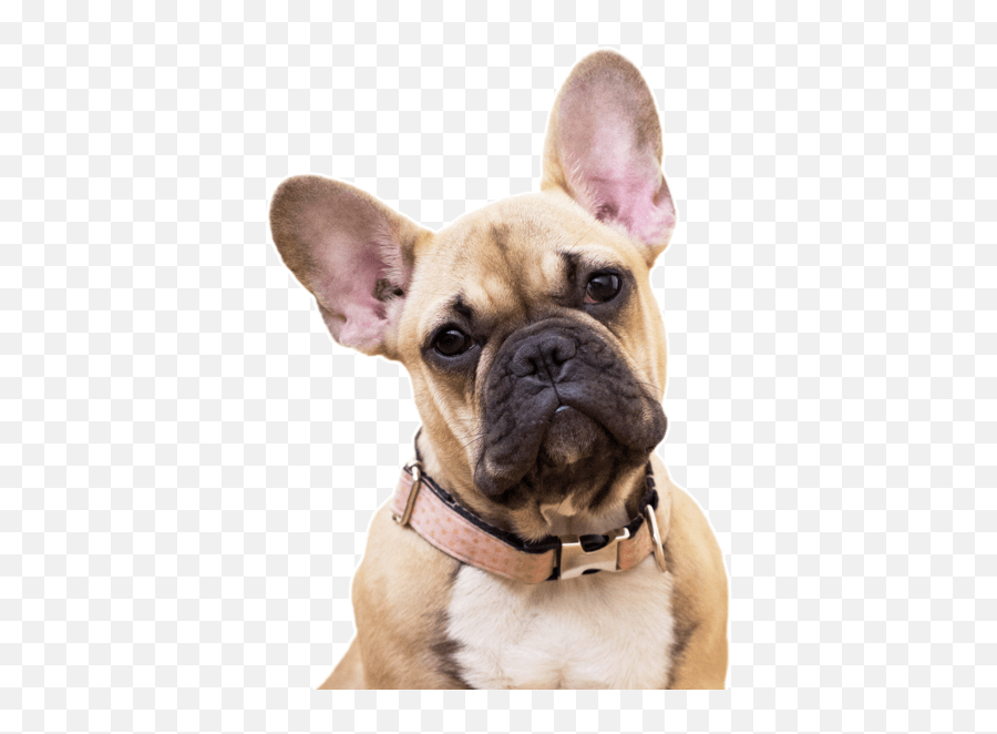 French Bulldog Puppies For Sale - French Bulldog Brush Emoji,My Scottish Terrier Doesn't Show Emotions
