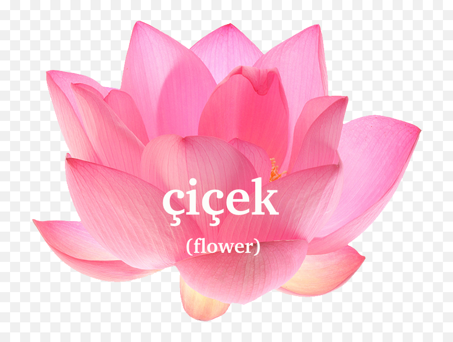 What Are The Chakras - The Lotus Petal Pink Lotus Emoji,5 Of Emotion Angel Card