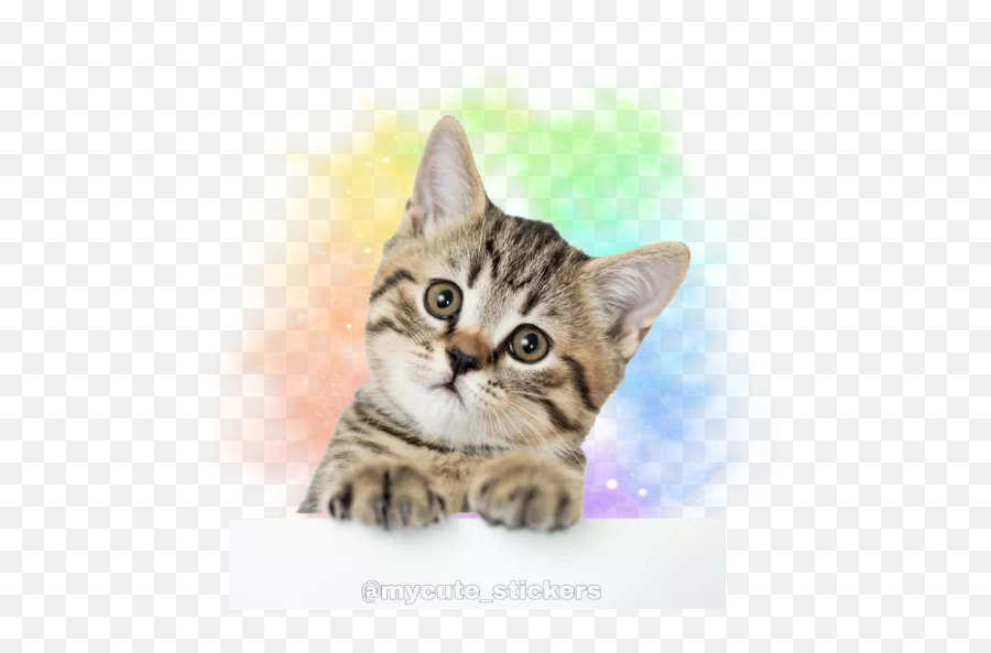 Sticker Maker - Gatos A Todo Color American Shorthair Kitten Transparent Background Emoji,Emojis Gatitos