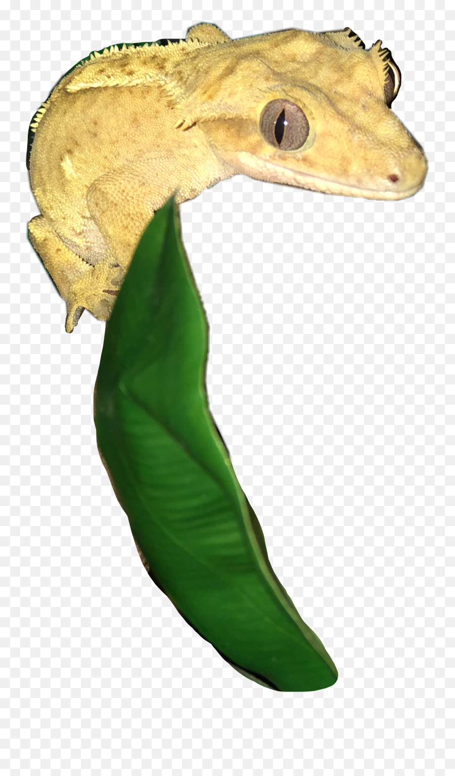 The Most Edited Crestedgecko Picsart - Amphibians Emoji,What Does Color Say About Crested Geckos Emotion