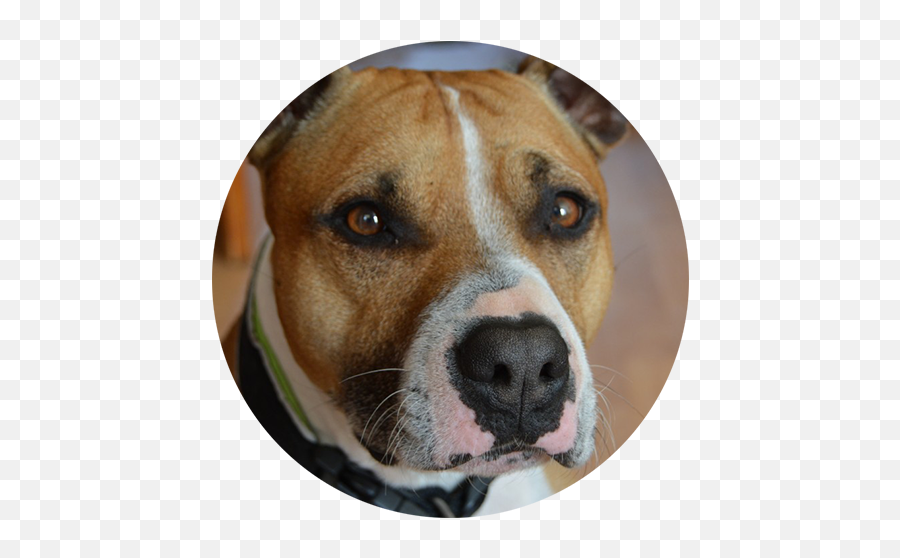 Stigma Surrounding Pit Bulls - Pitbull Orange Emoji,Pitbulls Read Emotion