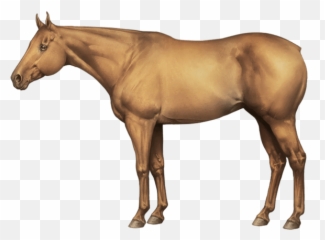 Equinepassion Browsergame - Equine Passion Quarter Emoji,Horse And Plane Emoji Roblox