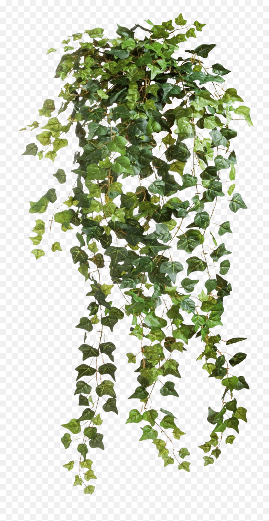 Download Clear Plant Cut Ivy Vines Hd Image Free Png Clipart Emoji,Falling Japanese Emoticon
