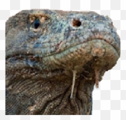 Petition For Komodoyep To Replace Yep - Agamid Lizards Emoji,Lizard Emoticon