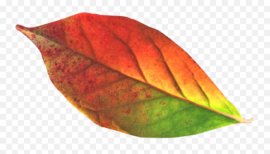 Autumn Leaf Png Image - Autumn Leaf Transparent Background Png Emoji,Fall Leave Emoji