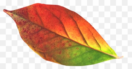 Autumn Leaf Png Image - Autumn Leaf Transparent Background Png Emoji,Fall Leave Emoji