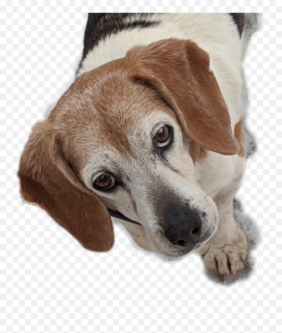 Soba Sad Dog Beagle Furry Sticker By Melissa Griffin - Collar Emoji,Sad Puppy Emoji