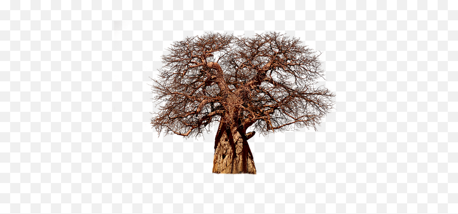 Tree Deadtree Forest Nature Sticker - Baobab Png Emoji,Dead Tree Emoji