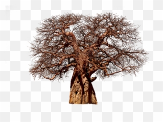 Tree Deadtree Forest Nature Sticker - Baobab Png Emoji,Dead Tree Emoji