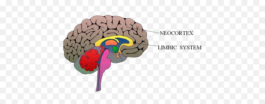 June 2015 - Neocortex Brain Emoji,Emotion Brain