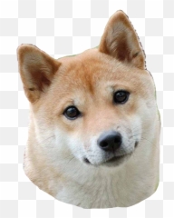 Shibe Shibenation Shibainu Sticker - Happy Mothers Day Shiba Inu Emoji,Shibe Emoji