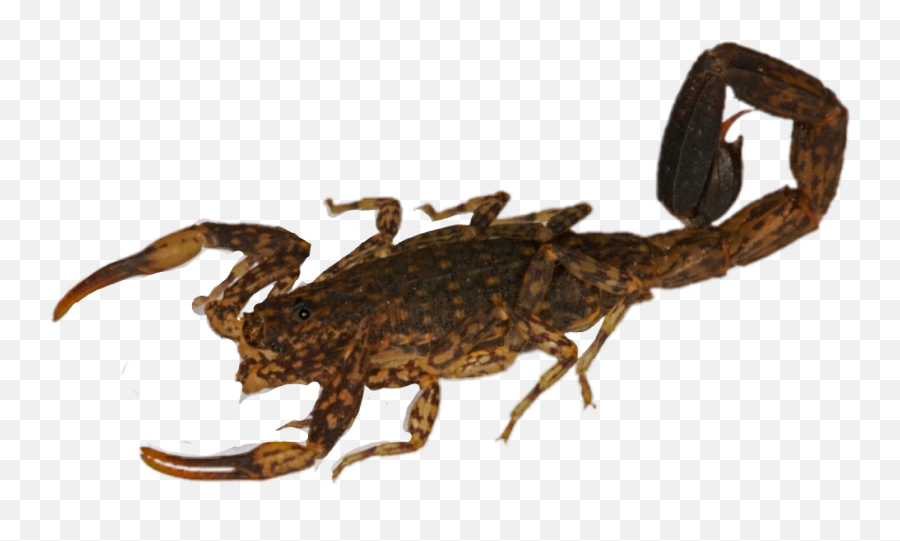 Scorpion Sticker - Parasitism Emoji,Scorpion Emoji