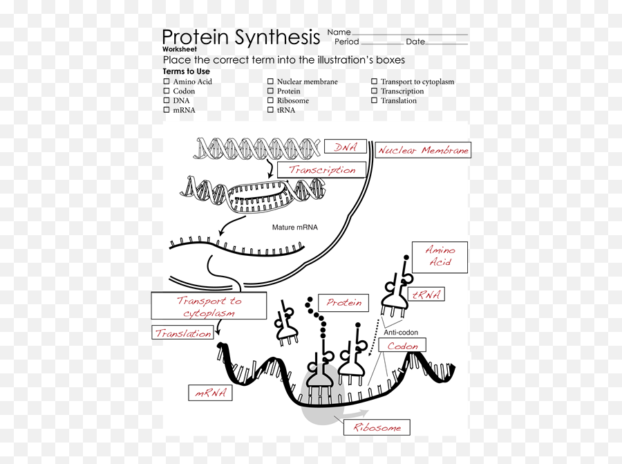 72 Dna Ideas - Labeled Protein Synthesis Diagram Emoji,Unit 8b Emotions Stress And Health Worksheet