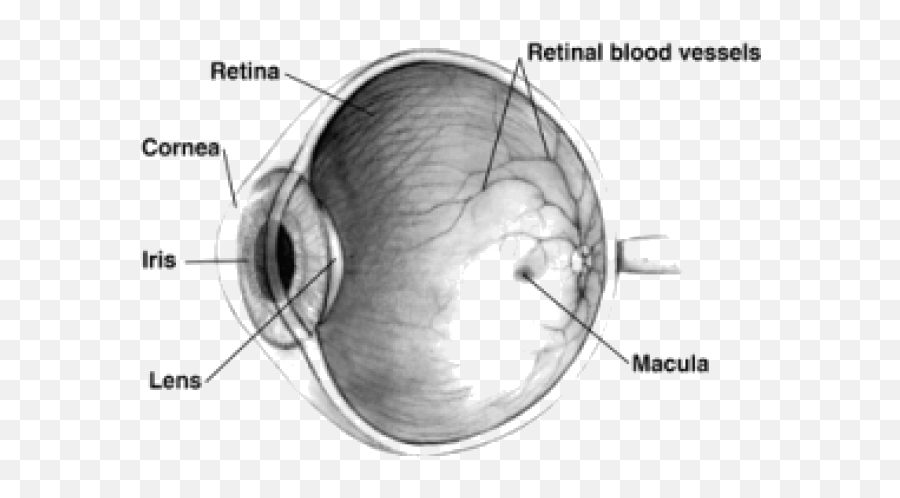 The Nervous System U2039 Opencurriculum - There A Hole In Your Eye Emoji,Neural Centers In The Limbic System Linked To Emotion