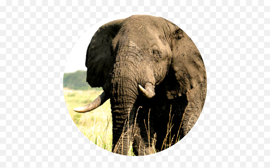 Donate To Save Jaguars - Indian Elephant Emoji,Elephants Emotions Oregon