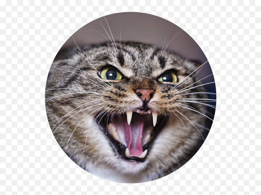 Download Angry Adult Tabby Cat - Cat Hissing Meme Full Emoji,Angery Cat Emoji