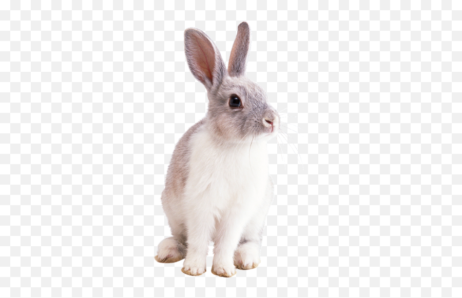 Animal Facts - Domestic Rabbit Emoji,Rabbit Emotions