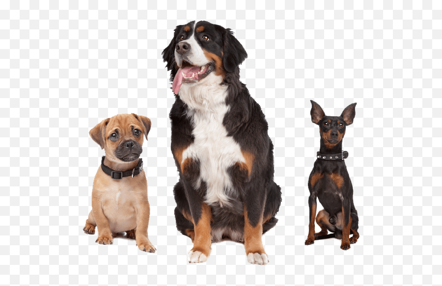 Emotional Support Animal Letter Arizona - Fast Esa Letter Dog Training Emoji,What Emotions Do Dogs Have