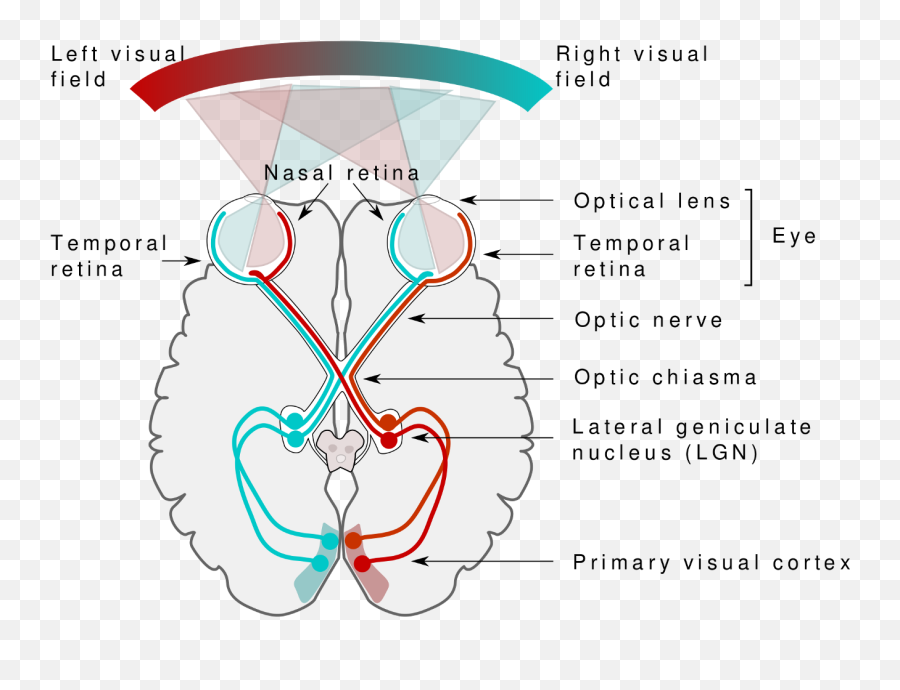 Visual System - 2nd Cranial Nerve Emoji,Emotion Code Flowcharts